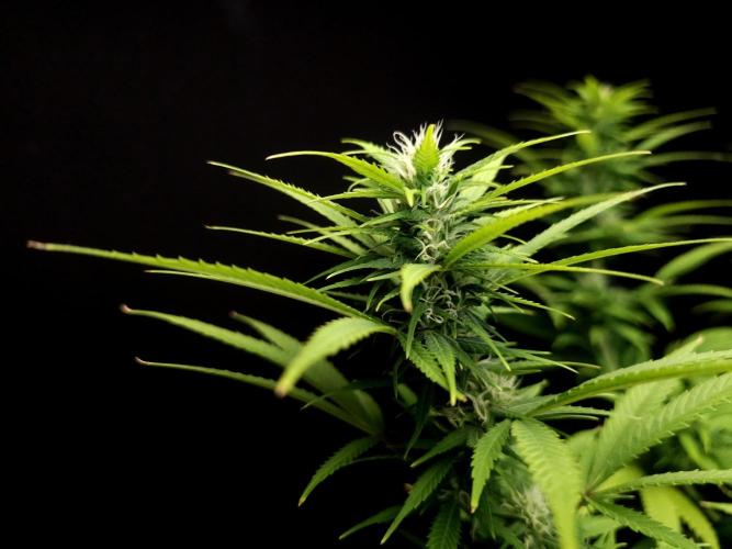 Power plant. Week 12
