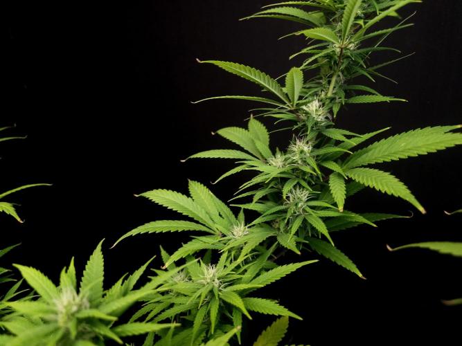 Power plant. Week 12