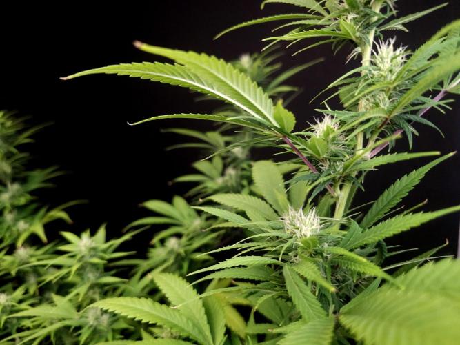 Power plant. Week 12