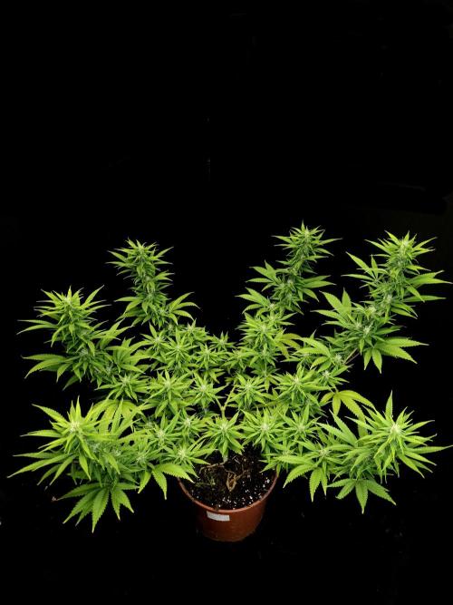 Power Plant. Week 12