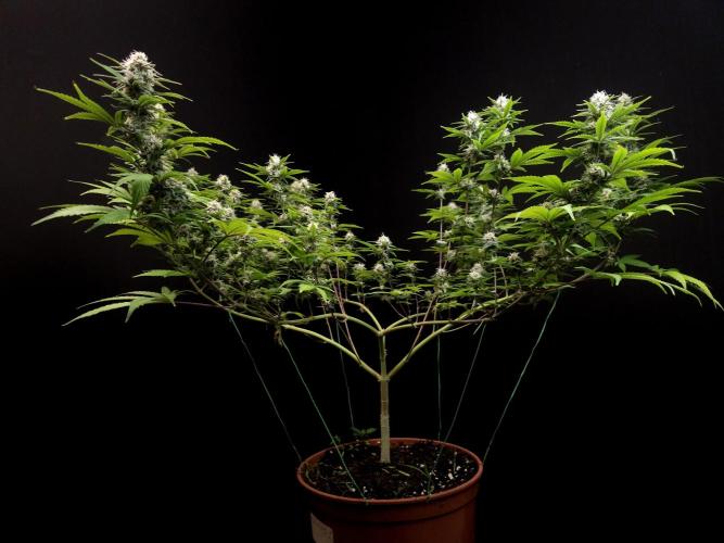 Zkittlez. Week 12
