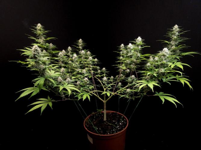 Zkittlez. Week 12