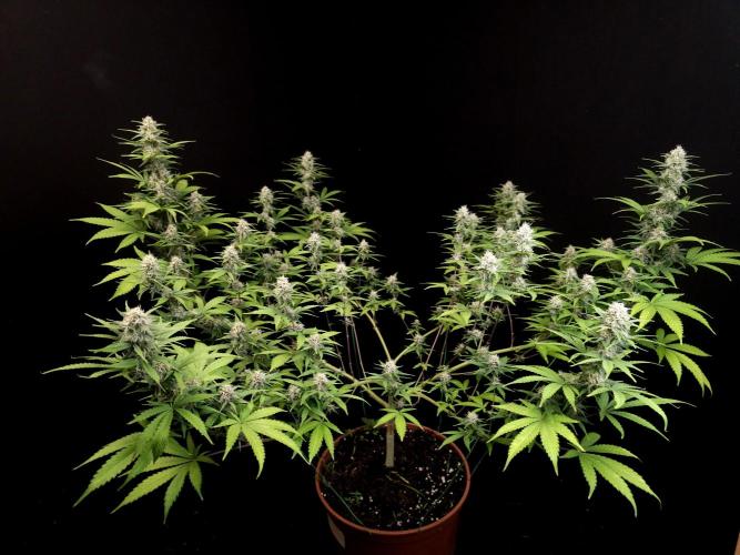 Zkittlez. Week 12