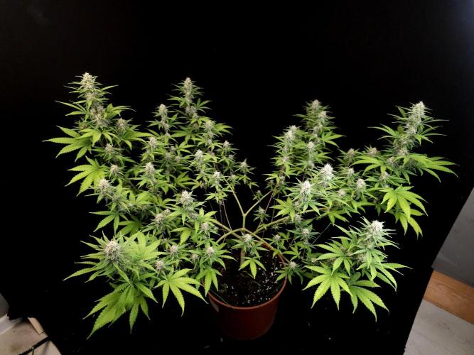Zkittlez. Week 12