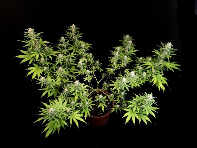 Zkittlez. Week 12