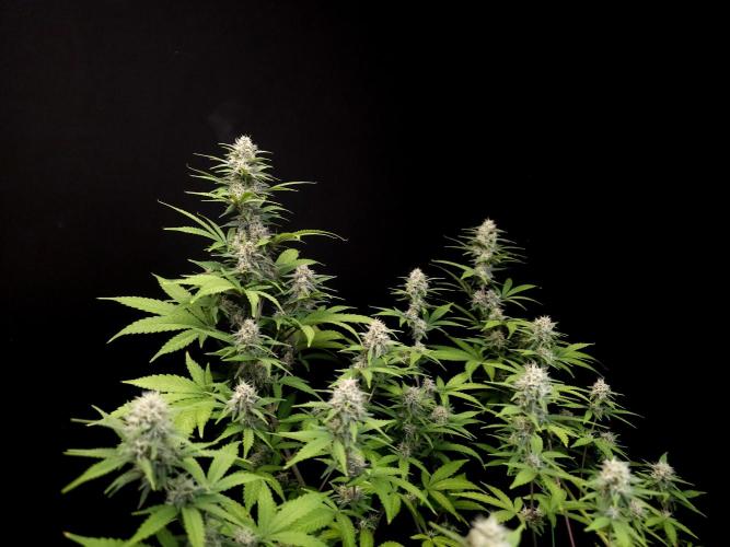 Zkittlez. Week 12