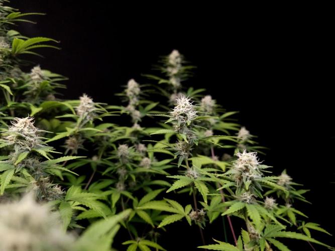 Zkittlez. Week 12