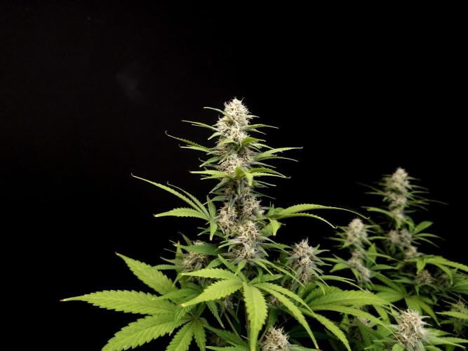 Zkittlez. Week 12