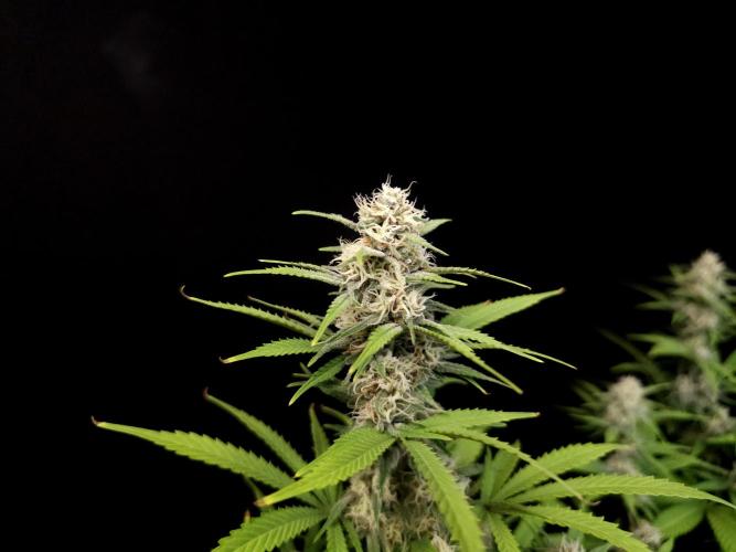 Zkittlez. Week 12