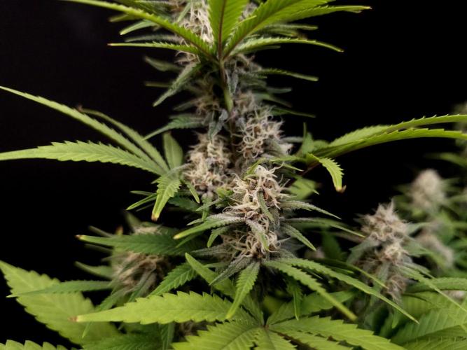 Zkittlez. Week 12