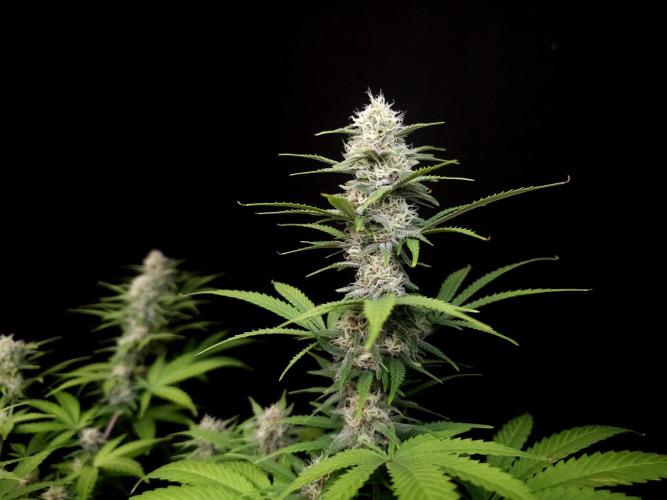 Zkittlez. Week 12