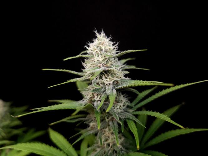 Zkittlez. Week 12