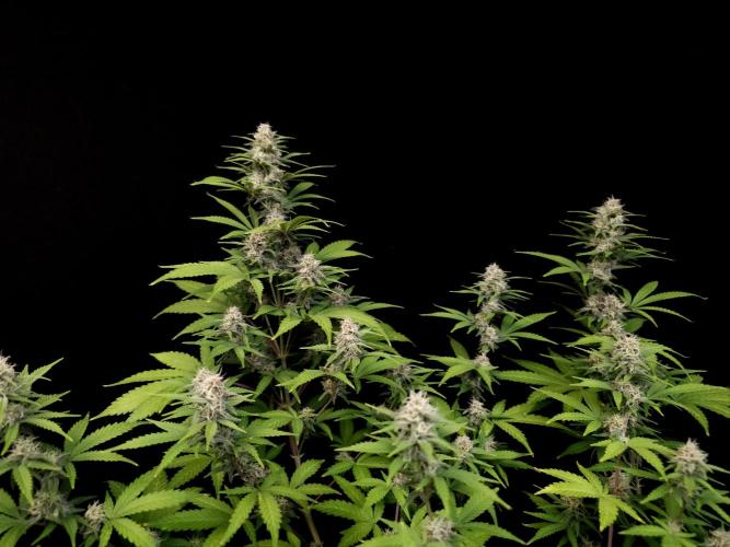 Zkittlez. Week 12