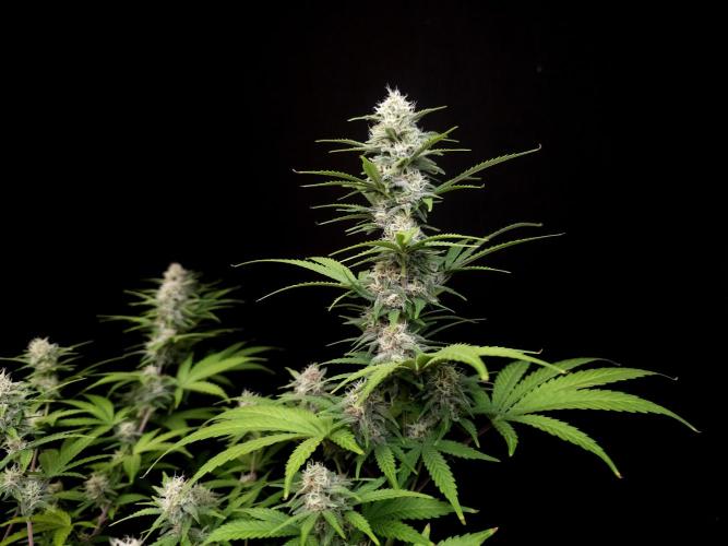 Zkittlez. Week 12