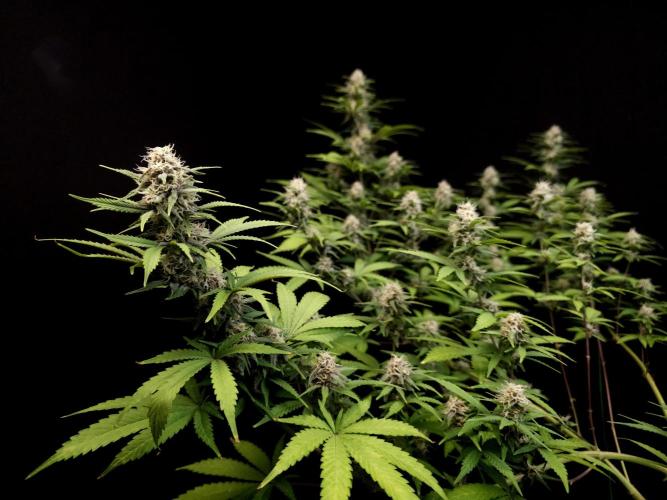 Zkittlez. Week 12
