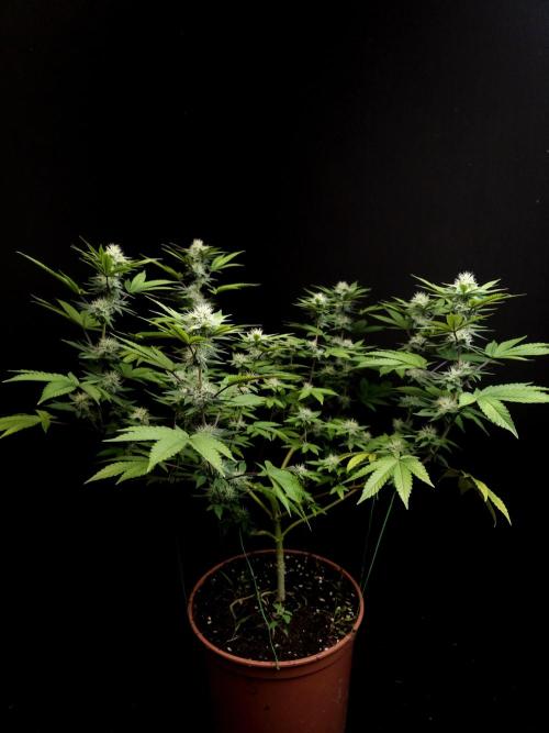 Girl Scoute Cookies. Week 12