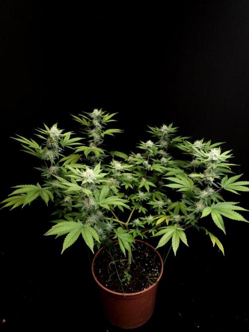 Girl Scoute Cookies. Week 12