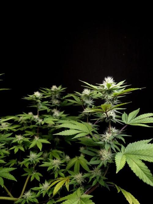 Girl Scoute Cookies. Week 12