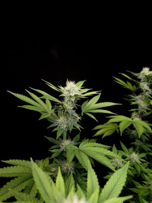 Girl Scoute Cookies. Week 12
