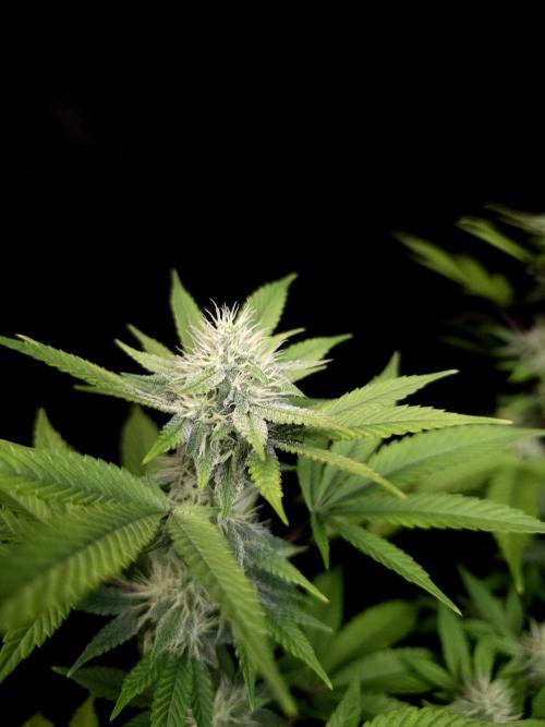 Girl Scoute Cookies. Week 12