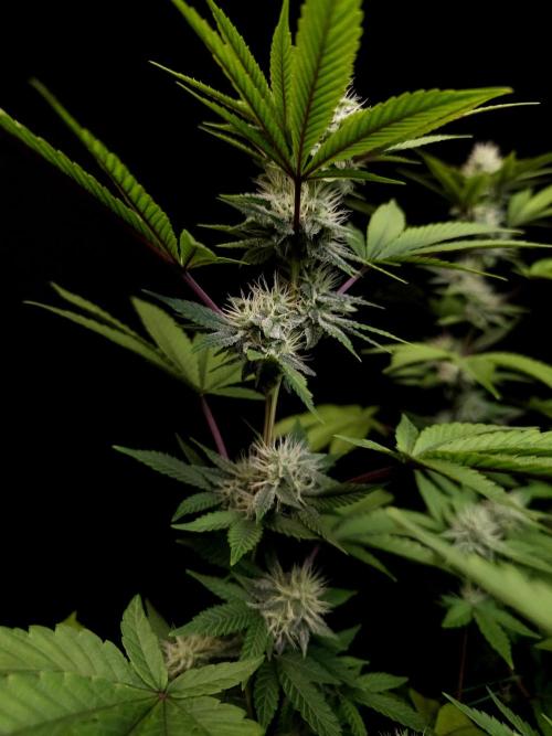 Girl Scoute Cookies. Week 12