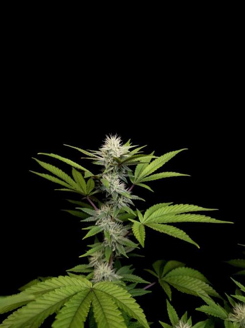 Girl Scoute Cookies. Week 12