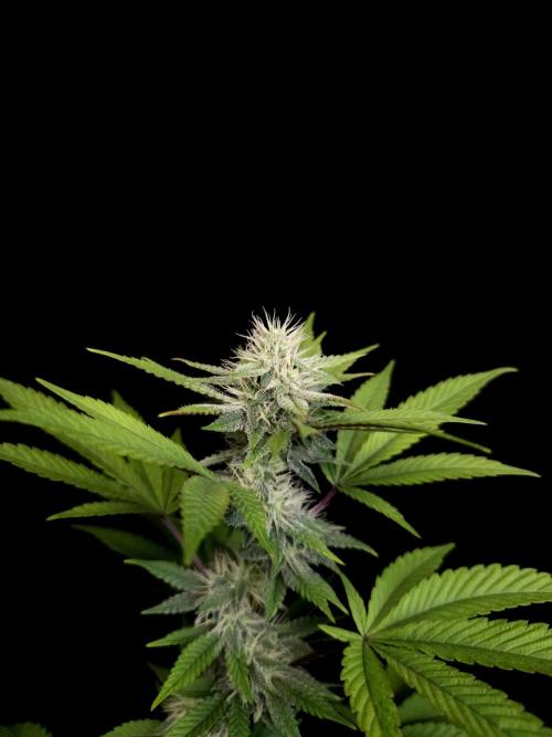 Girl Scoute Cookies. Week 12