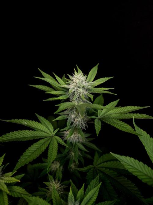 Girl Scoute Cookies. Week 12