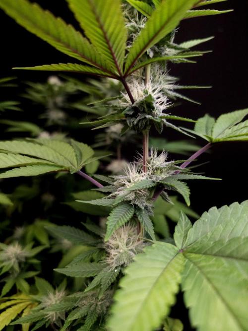 Girl Scoute Cookies. Week 12