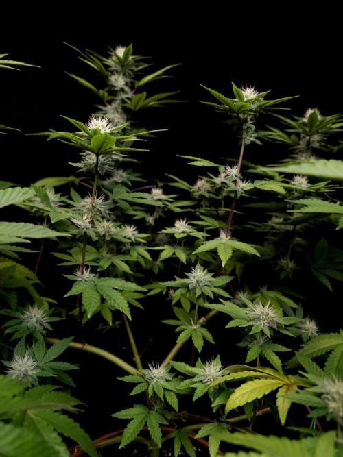 Girl Scoute Cookies. Week 12