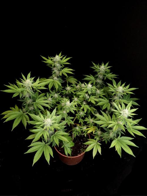 Girls Scout Cookies. Week 12