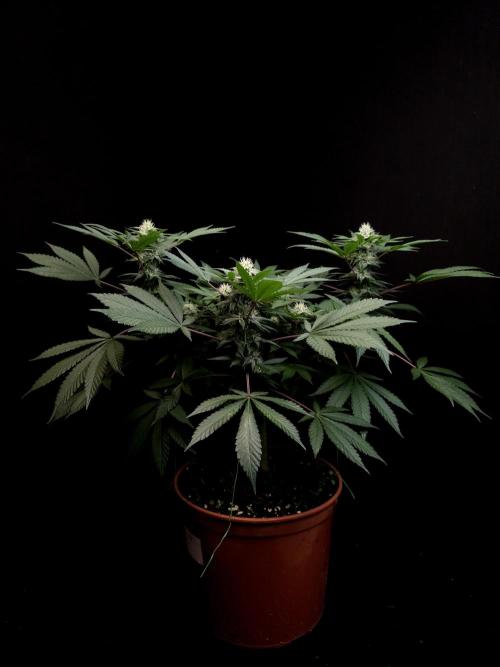 White Widow. Week 12