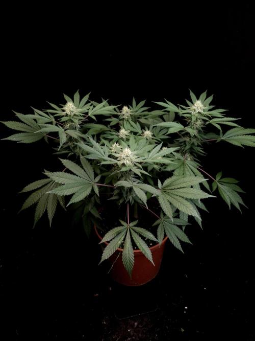 White Widow. Week 12