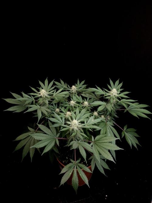 White Widow. Week 12