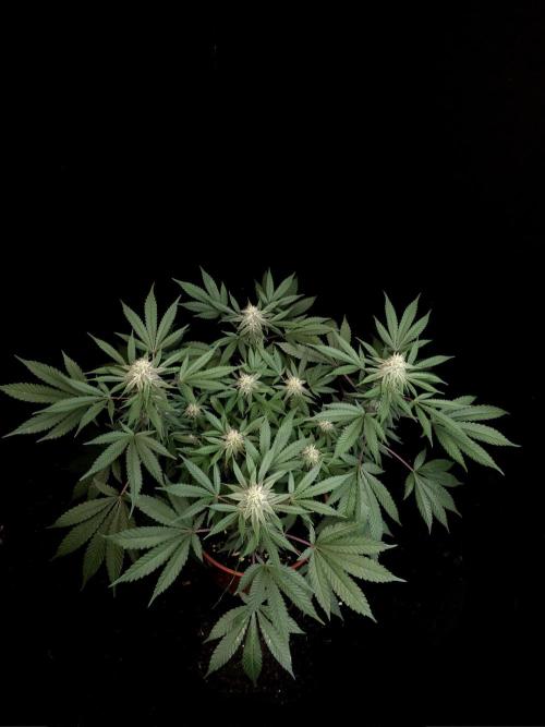 White Widow. Week 12