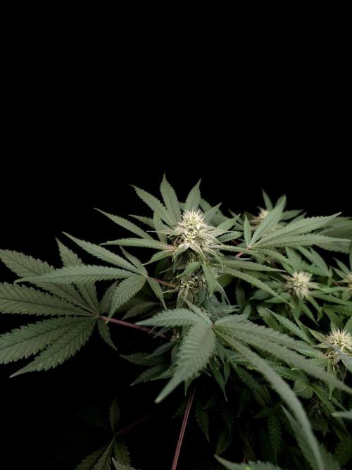 White Widow. Week 12