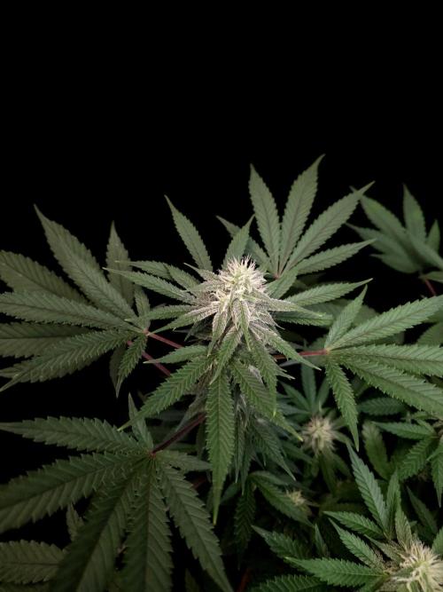 White Widow. Week 12