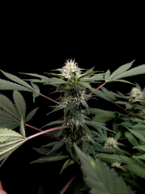 White Widow. Week 12