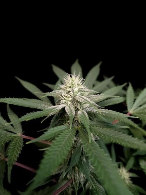 White Widow. Week 12
