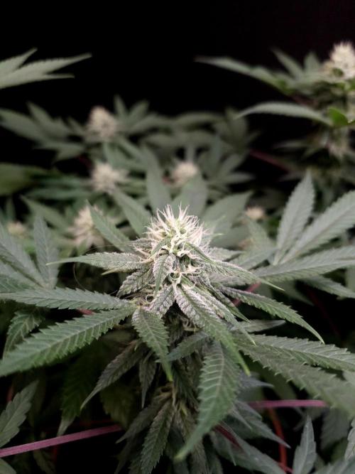 White Widow. Week 12