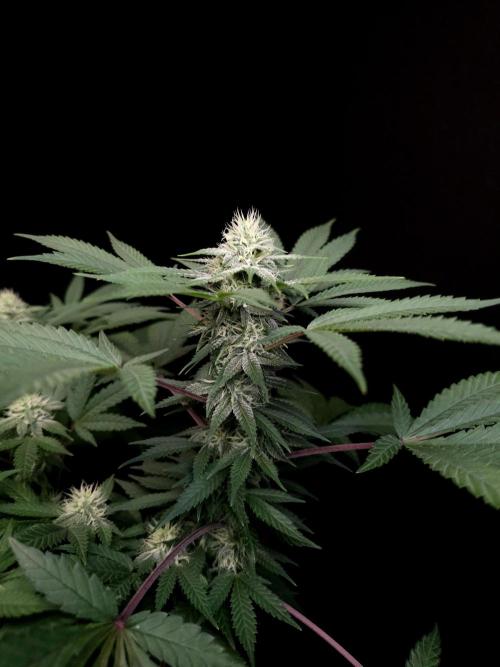 White Widow. Week 12
