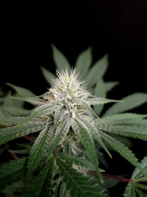 White Widow. Week 12
