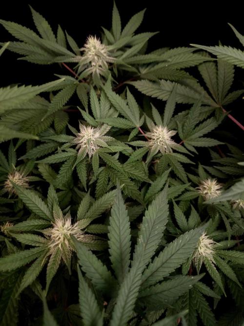 White Widow. Week 12