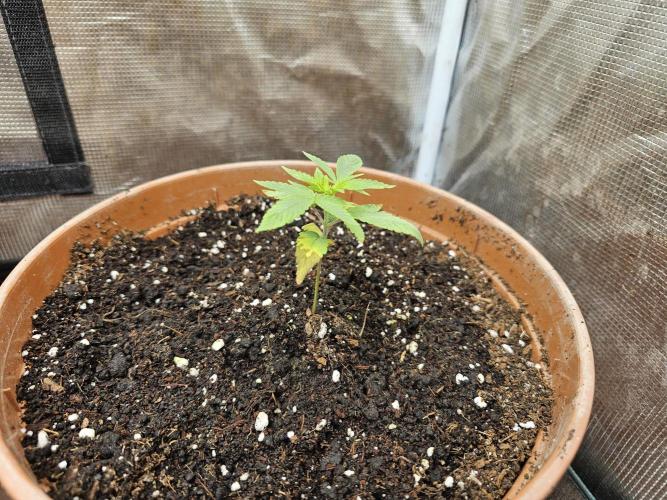 Test 93. Week 3