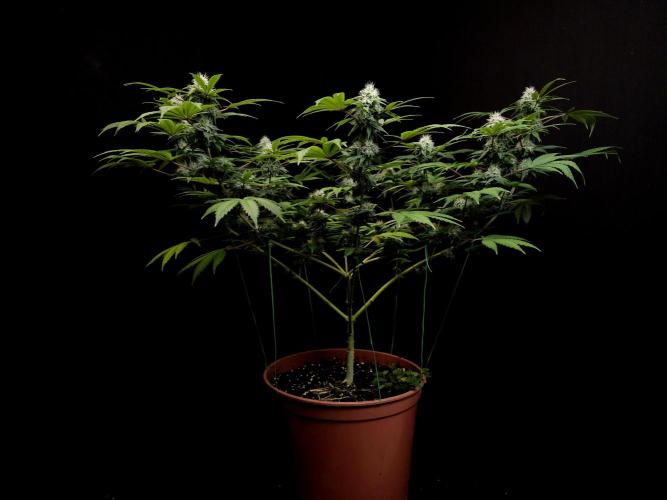 Sweet & Sour. Week 13