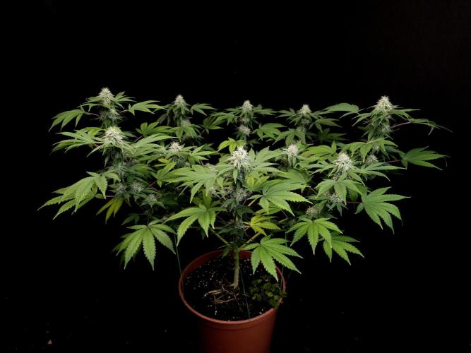 Sweet & Sour. Week 13