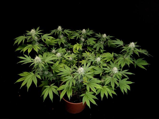 Sweet & Sour. Week 13