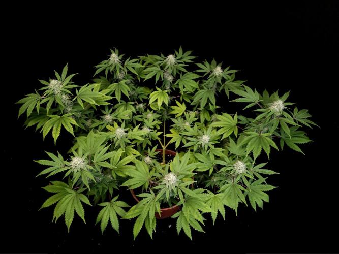 Sweet & Sour. Week 13