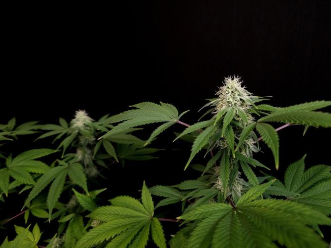 Sweet & Sour. Week 13