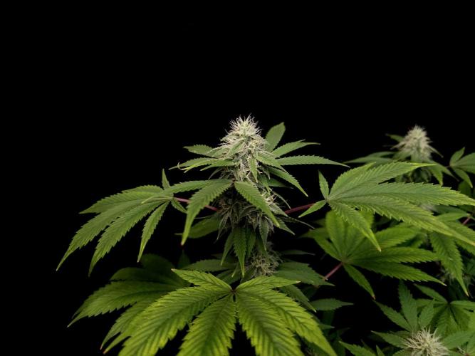 Sweet & Sour. Week 13